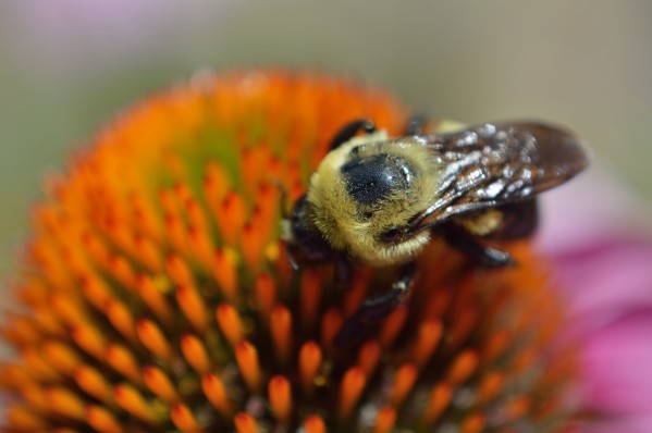 Purple Coneflower with bee by Michelle K Wood